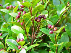 Syzygium elliptifolium