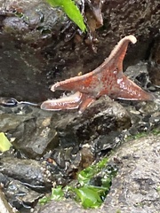 Dermasterias imbricata