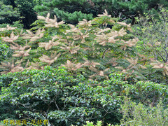 Aralia decaisneana