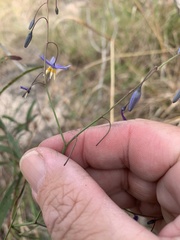 Dianella rara