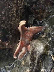 Dermasterias imbricata