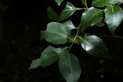 Cryptocarya foveolata