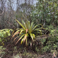 Cordyline indivisa