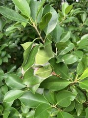 Oecophylla smaragdina