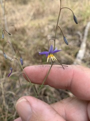 Dianella rara