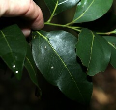 Cryptocarya foveolata