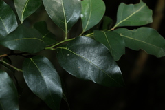 Cryptocarya foveolata