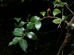 Cryptocarya foveolata