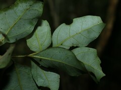 Cryptocarya foveolata