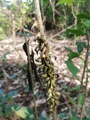 Umbonia crassicornis