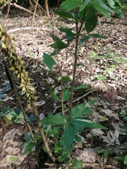 Pithecellobium lanceolatum