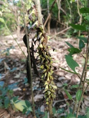 Umbonia crassicornis