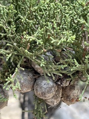 Cupressus sargentii