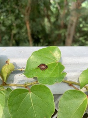 Trachymela sloanei