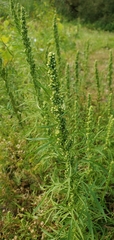 Artemisia biennis