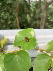 Trachymela sloanei