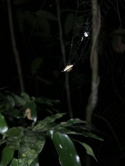 Gasteracantha fornicata