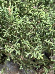 Cupressus sargentii