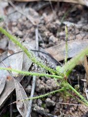 Drosera serpens