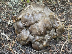 Lyophyllum decastes