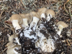 Lyophyllum decastes