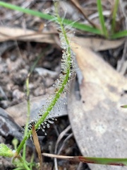 Drosera serpens
