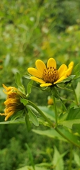 Bidens amplissima