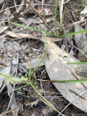 Drosera serpens