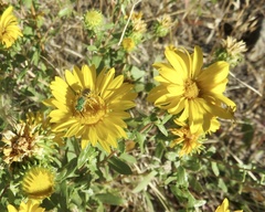 Agapostemon texanus