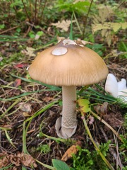 Amanita crocea