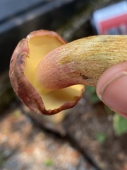 Lanmaoa pallidorosea