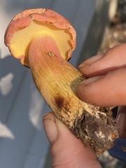 Lanmaoa pallidorosea