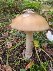 Amanita crocea