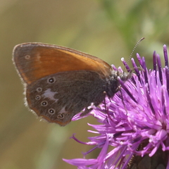 Coenonympha glycerion