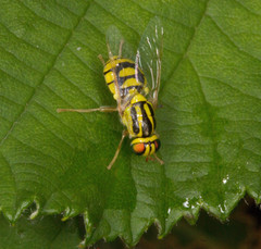 Oxycera trilineata