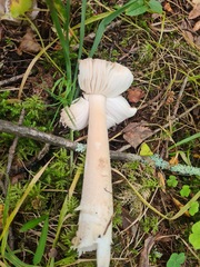 Amanita crocea