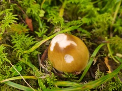 Amanita crocea