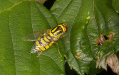 Oxycera trilineata