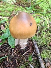 Amanita crocea