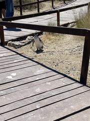 Spheniscus magellanicus