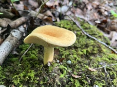 Lactifluus hygrophoroides