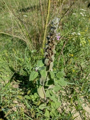 Stachys germanica