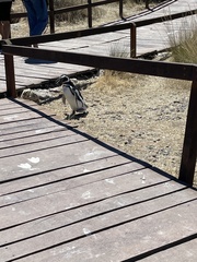 Spheniscus magellanicus