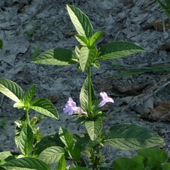 Ruellia strepens
