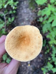 Lactifluus hygrophoroides