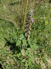 Stachys germanica
