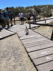 Spheniscus magellanicus