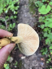 Lactifluus hygrophoroides