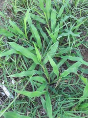 Urochloa reptans