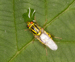 Oxycera trilineata